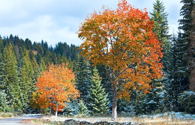 Primera nieve del invierno y follaje colorido del otoño cerca de la carretera secundaria de montaña, Cárpatos, Ucrania
