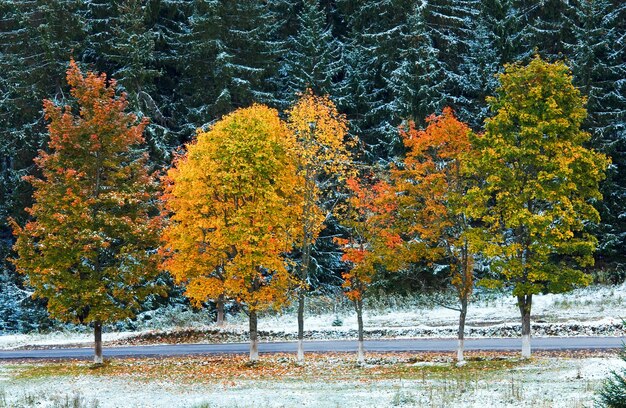Primera nieve de invierno y follaje colorido de otoño cerca de la carretera secundaria de montaña (Cárpatos, Ucrania)