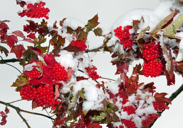 Primera nieve otoñal en viburnum bush con racimos de frutos rojos.