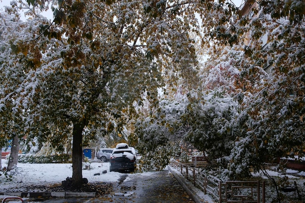 Primera nieve en las ramas y hojas de los árboles de otoño de las calles de la ciudad