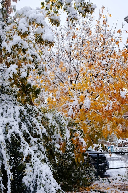 Primera nieve en las ramas y hojas de los árboles de otoño de las calles de la ciudad