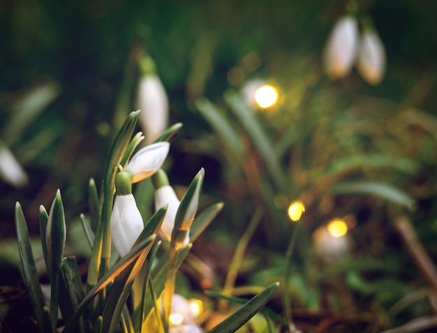 La primera primavera florece gotas de nieve.