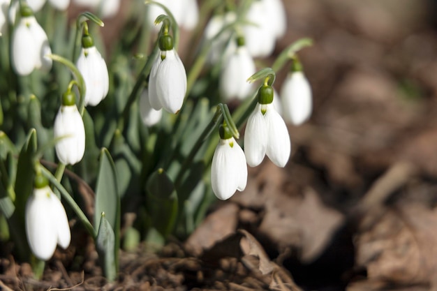 Las primeras campanillas de flores de primavera sobre un fondo natural