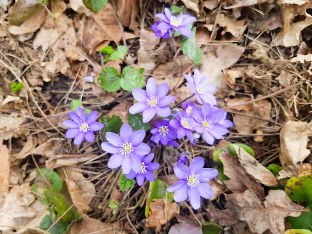 Las primeras campanillas de invierno después del invierno Anemone hepatica Anemone hepatica floreció en el bosque