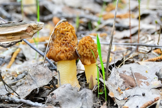 las primeras colmenillas de setas de primavera en el fondo de follaje seco