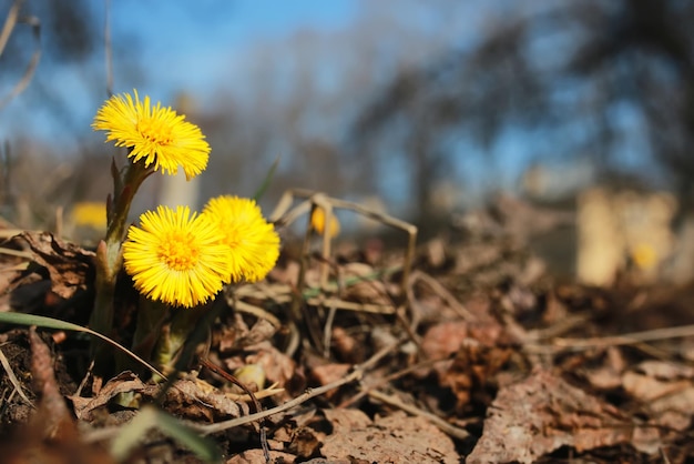 Primeras flores amarillas