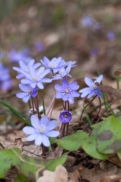 Las primeras flores del bosque azul en la temporada de primavera, las plantas del bosque en la primavera en el bosque