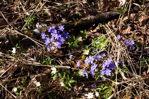 Las primeras flores del bosque azul en la temporada de primavera, las plantas del bosque en la primavera en el bosque