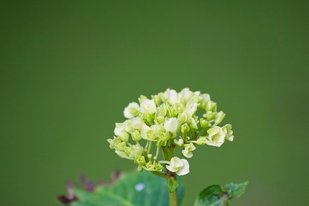 Las primeras flores de una hortensia dañada por el sol