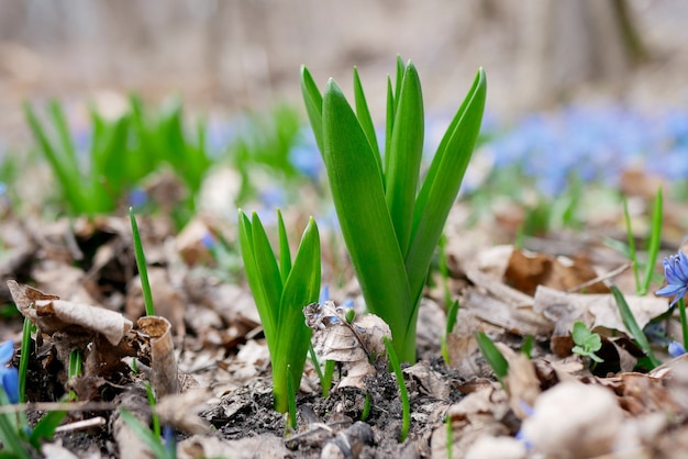 Las primeras flores y plantas primaverales se abren paso a través del suelo del bosque.