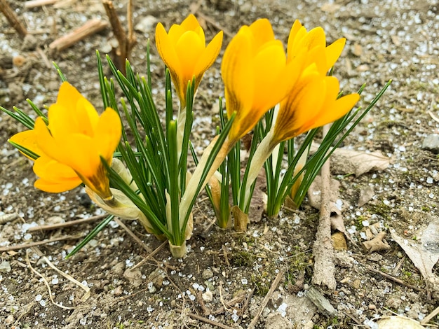 Las primeras flores de primavera azafranes en suelo aún helado. Foto de estudio