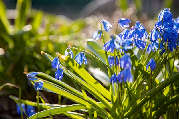 Primeras flores de primavera campanillas azules en la luz del sol de cerca el enfoque suave, el enfoque creativo y el desenfoque