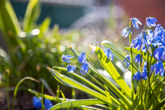 Primeras flores de primavera campanillas azules en la luz del sol de cerca el enfoque suave, el enfoque creativo y el desenfoque