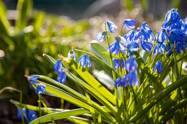 Primeras flores de primavera campanillas azules en el sol primer plano enfoque suave enfoque creativo y desenfoque