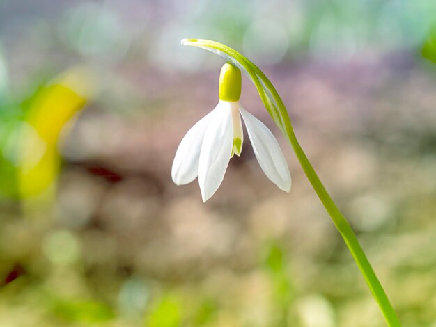 Las primeras flores de primavera campanillas de invierno El concepto de primavera