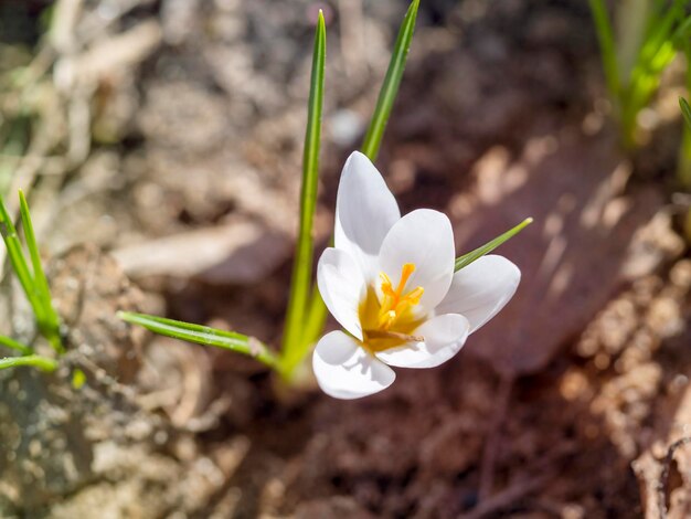 Las primeras flores de primavera campanillas de invierno El concepto de primavera