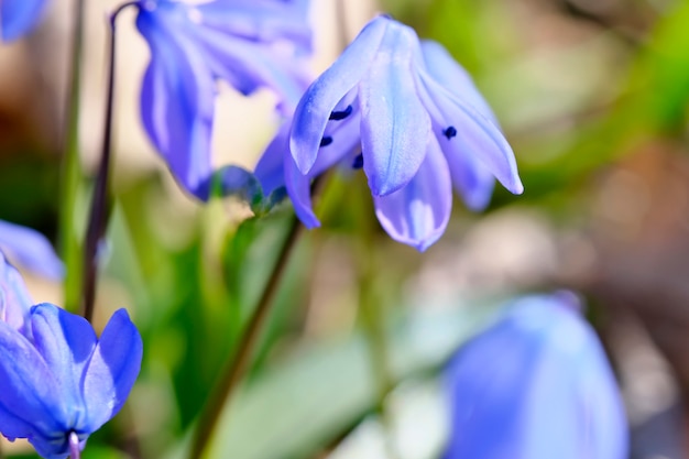 Las primeras flores de primavera campanillas de invierno.