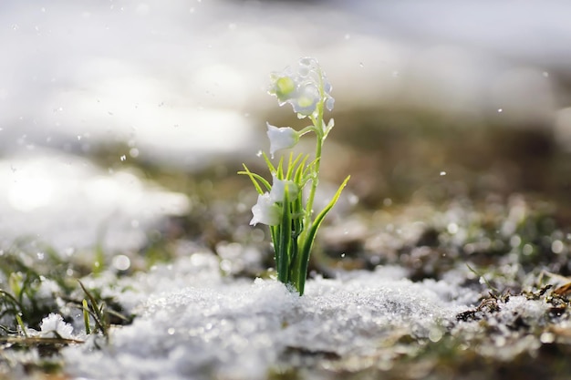 Las primeras flores de primavera. Las campanillas de las nieves en el bosque crecen de la nieve. Flor de lirio blanco de los valles bajo los primeros rayos del sol primaveral.