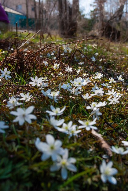 Foto primeras flores de primavera césped con campanillas