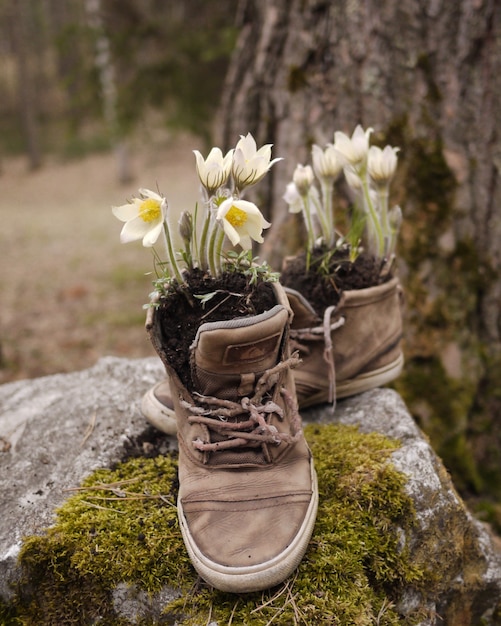 Las primeras flores de primavera crecieron en zapatos viejos.