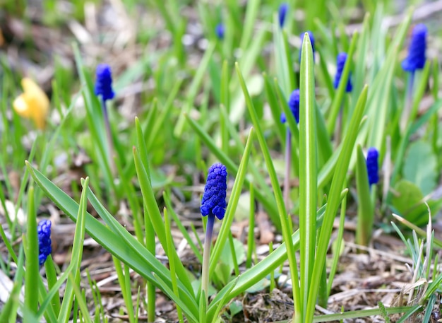 Primeras flores de primavera en el jardín.