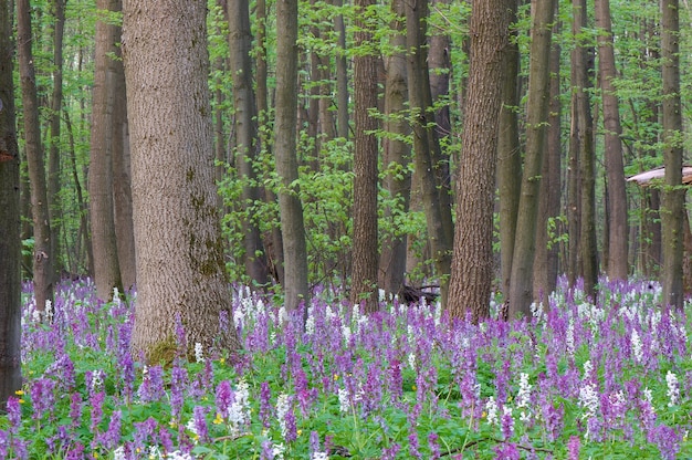 Las primeras flores de primavera en madera