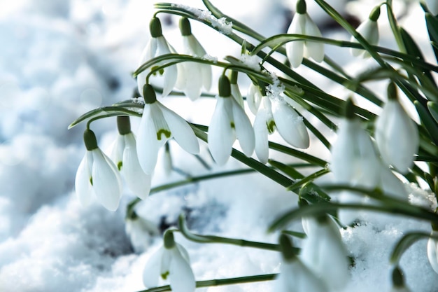 Las primeras flores de primavera bajo la nieve en los rayos soleados del sol Campanillas blancas