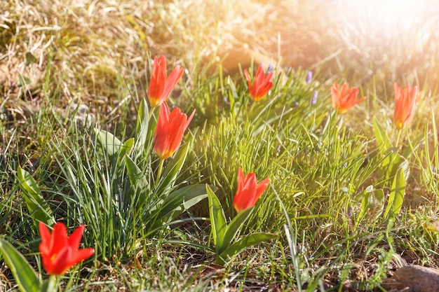 Las primeras flores de primavera son pequeños tulipanes en un día soleado Hola abril fondo de pantalla primavera jardín fondo postal