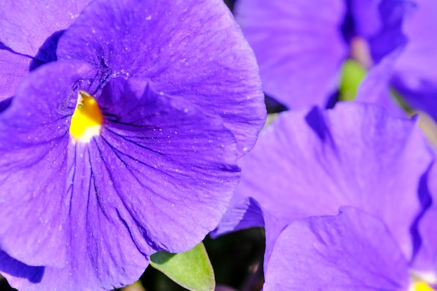 Primeras flores de primavera de violetas florecen.