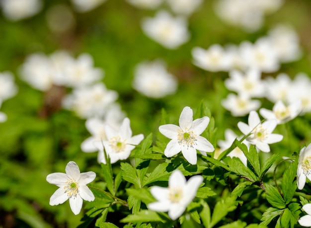 Primeras flores de primavera