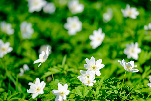 Primeras flores de primavera