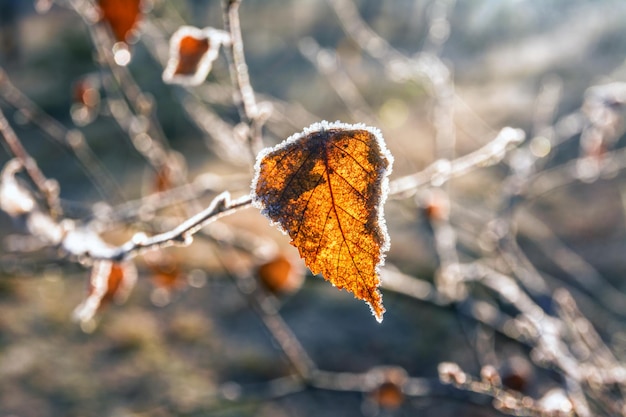 Primeras heladas de otoño. Escarcha en las hojas