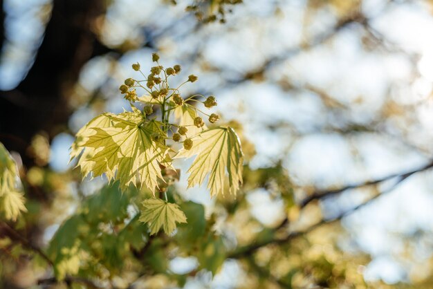 Las primeras hojas suaves de primavera se despliegan en el árbol