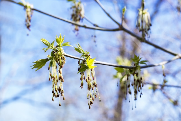 Primeras hojas verdes de primavera en la rama de un árbol