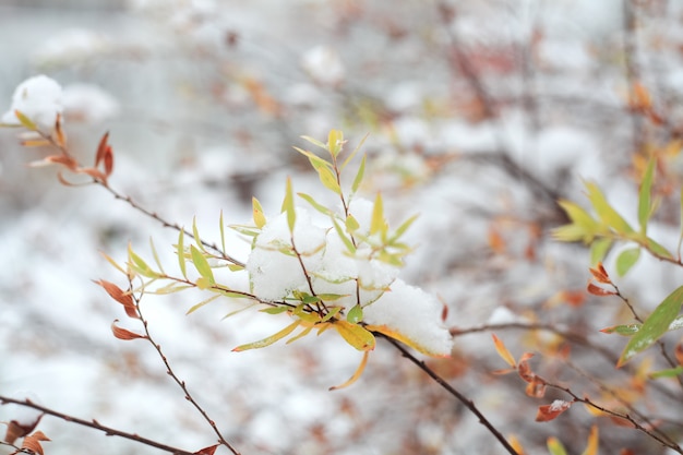 Primero nieva en las ramas con hojas.