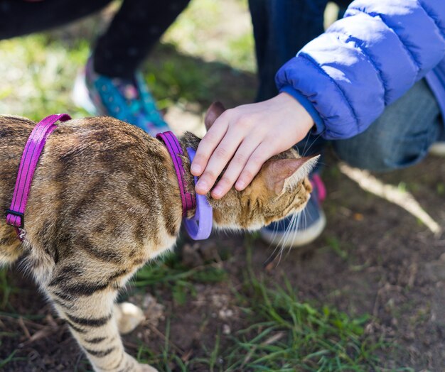 Foto primero saliendo. gatito con correa al aire libre. niños acariciando al gato en el parque en el césped.