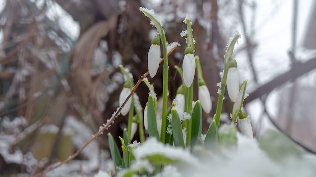 Primero snowdrops galanthus nivalis en el jardín o en el patio trasero. Rociado con nieve. De cerca.