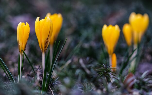 Los primeros azafranes amarillos con gotas de lluvia en el jardín de primavera