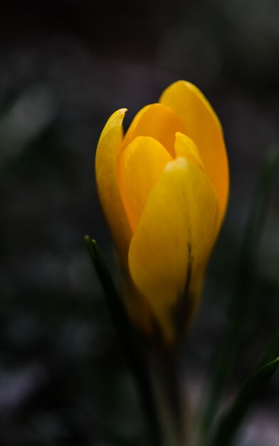 Los primeros azafranes amarillos en mi jardín en primavera.