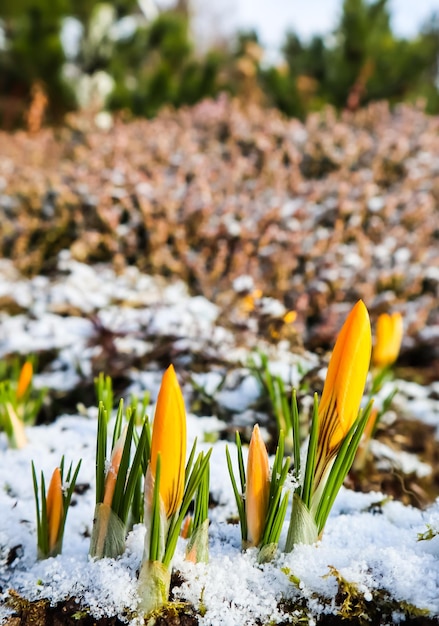 Los primeros azafranes de debajo de la nieve en el jardín de primavera.