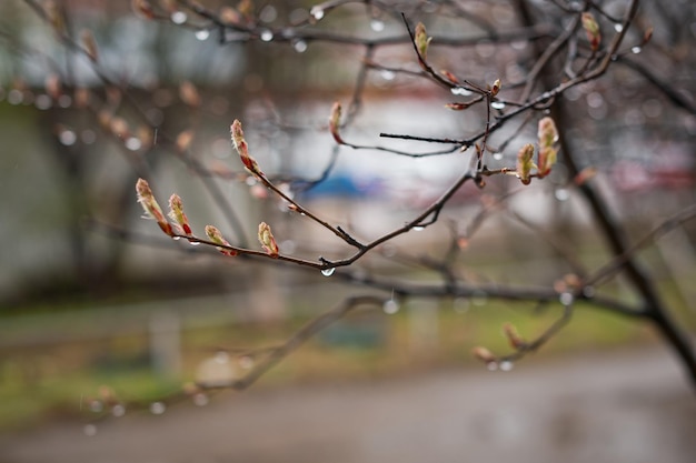 Los primeros brotes de primavera en los árboles 2940