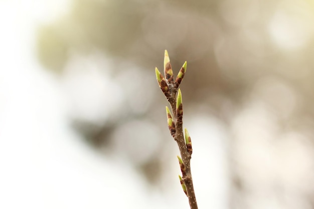 Los primeros brotes de la primavera empiezan a brotar.