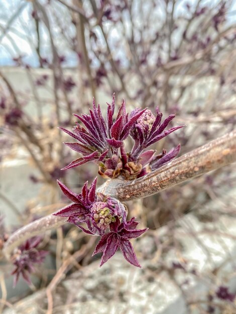 Los primeros brotes de primavera en las ramas de un árbol a principios de la primavera