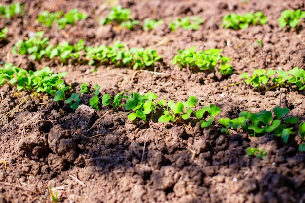 Los primeros brotes verdes de rábanos en una cama de día de primavera Plantación y cultivo de verduras y hortalizas