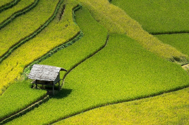 Primeros campos de arroz en terrazas del distrito de Mu Cang Chai