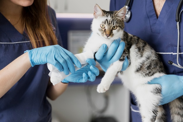 Foto primeros médicos cuidadosos que ayudan al gato herido