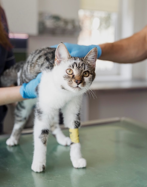 Foto primeros médicos con gato con lesión en la pierna