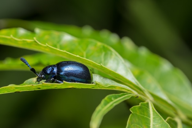 Primeros planos Blue beetle