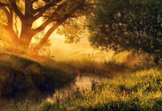 Los primeros rayos de sol en el río en un amanecer brumoso