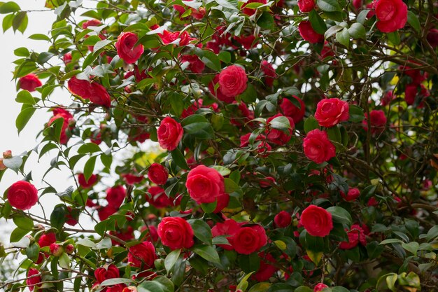 Primeros signos de flores de camelia roja primaveral que florecen en un arbusto grande